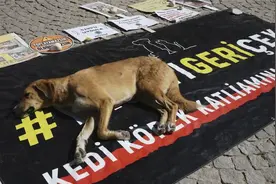 土耳其立法围捕流浪狗，引发大规模抗议视频封面