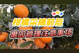 柑橘果实采摘前后，果园管理有哪些注意事项？
