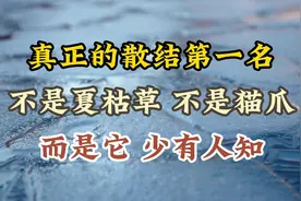 真正的散结名方，不是夏枯草不是猫爪草视频封面