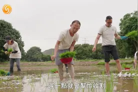 城镇化率早已达到100%的香港，如今还有农田吗？｜香港自然故事视频封面