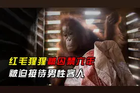 红毛猩猩被囚禁6年，被迫接待男性客人，每次只需3块钱视频封面