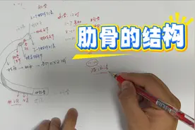 一张图带你了解肋骨的结构