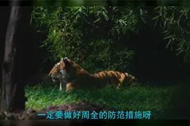 广西一地有老虎出没？当地提醒各村屯群众做好防范，情况如何了？视频封面