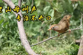 母画眉鸟王的叫声，无任何杂音，专治不开口的公鸟！视频封面