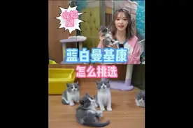 蓝白曼基康短腿猫怎么挑选 短腿猫怎么挑选 金渐层猫舍 北京猫舍