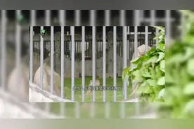 金毛羚牛局部泛滥，伤害人类，为什么它的保护等级堪比大熊猫？