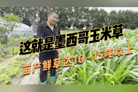 墨西哥玉米草养牛羊、鱼、鸡鸭鹅，产量高适口性好，年收割6~8次视频封面