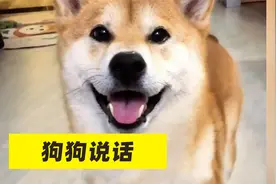 狗狗都会开口说人话了，而且会英语四级以上