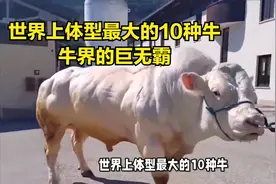 世界上体型最大的10种牛，第一个体重超3吨，牛界的巨无霸