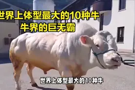 世界上体型最大的10种牛，第一个体重超3吨，牛界的巨无霸视频封面