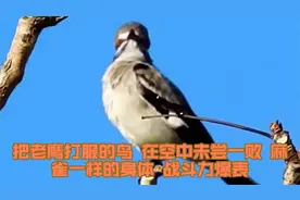 把老鹰打服的鸟！在空中未尝一败，麻雀一样的身体，战斗力爆表