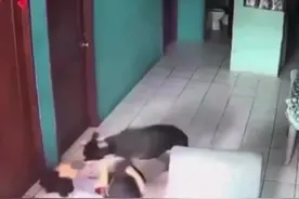 宠物狗小黑突然发狂袭击女主