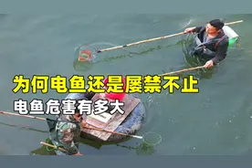 明明坐牢加罚款百万，为何电鱼还是屡禁不止？电鱼危害有多大？
