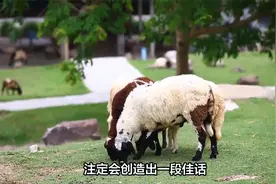 羊配猴，创新与自由，简直就是“帝王命”，良缘佳偶，天作之合视频封面