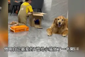 4岁小男孩把流浪猫藏在衣柜，被发现后哭着乞求妈妈留下它。视频封面