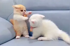 小奶猫生气发飙，对着妈妈又打又踢，真是熊孩子一枚啊！视频封面