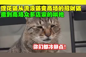 狸花猫凭本事成为商场的招财猫，遭到店家哄抢，都抢着做它的主人视频封面