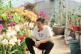 朱顶红开完花，记住这个“小诀窍”，花后球变大，长满小侧球视频封面