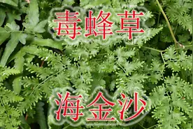 毒蜂克星植物“海金沙”，农村俗称“化石草”，也有人用来当凉茶视频封面