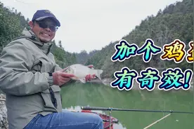 最近温差大，鱼不好钓，饵料里加个鸡蛋有奇效！视频封面