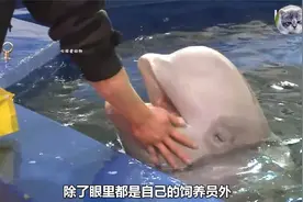白鲸爱上自己的饲养员，不仅会像人一样吃醋，而且还非常专一