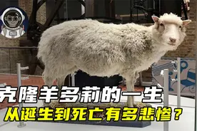 克隆羊多莉的一生，从诞生到死亡有多悲惨？视频封面