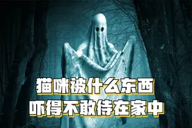 猫咪深夜看到了什么，吓得不敢待在家中，细思极恐！