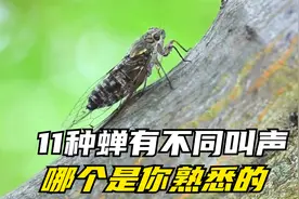 夏天的蝉鸣，那种是你的童年记忆，盘点11中蝉的不同叫声！