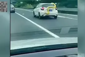 巨大黄金蟒盘踞在小车上，行驶一段距离后跌落，路人吓坏：腿软了视频封面