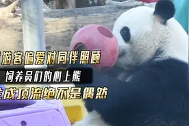 对游客偏爱对同伴照顾，饲养员们的心上熊，萌兰能成顶流绝非偶然视频封面