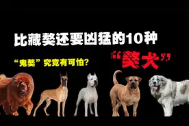 比藏獒还要凶猛的10种大型獒犬，你听说过“鬼獒”吗？