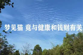 梦见猫，竟代表朋友健康有问题，还与自己财运有关，如何规避？视频封面