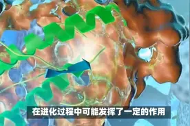 男性双性恋行为可能具有生育优势视频封面