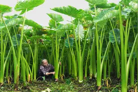 比人还高的野生芋苗，有人嫌它嘴麻难吃，有人割它回家炒菜