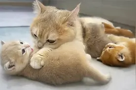 猫妈向小猫们表达自己的宠爱，画面非常美好，猫妈妈的声音很好听