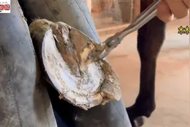 马蹄严重碎裂，修蹄师傅全程解压修理，修完堪称艺术品，太帅了