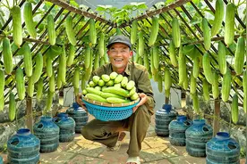 家庭版种植黄瓜，教你一个小妙招，让你种植的黄瓜高产又无害