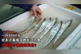 一斤8000元！过去泛滥成灾的长江刀鱼，为何如今被卖到天价？