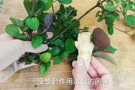 今天才知道，紫苏和生姜一起捣烂后原来作用这么厉害？省钱又实用视频封面