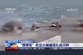 青海玉树 “嘤嘤怪”欧亚水獭重现扎曲河畔
