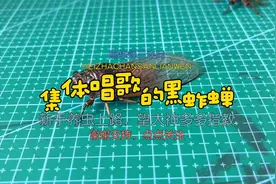夏天声音黑蚱蝉
