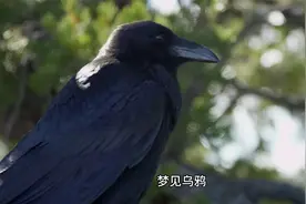 解梦之梦见乌鸦视频封面