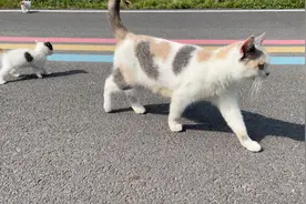 岁月静好，漂亮的三花猫妈妈带着三只小崽子出来散步，嗮太阳了！