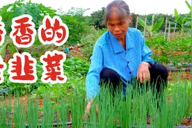 兔姥姥回老家挖来老品种韭菜根，老韭菜比新韭菜更香哦视频封面
