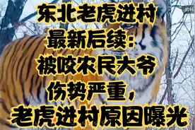 东北老虎进村最新后续：被咬农民大爷伤势严重，老虎进村原因曝光视频封面