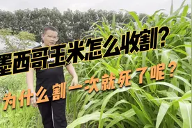 墨西哥玉米草为什么割一次就死了？它怎么才能年收割6~8次呢？视频封面