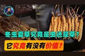 冬虫夏草究竟是虫还是草？一斤价格2万，它真的能战胜癌症？