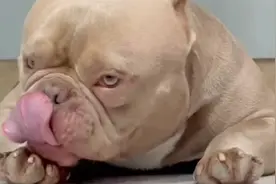 出生全靠剖腹产的恶霸犬，作为斗犬比特的后代，战斗力如何