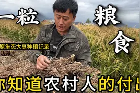 用一年的时间记录我的老品种东北大豆种植过程视频封面
