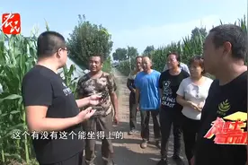 西红柿光长秧子不开花这是什么原因（1）视频封面
